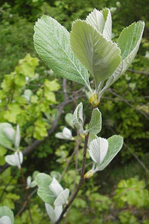 Sorbus collina \ Hgel-Mehlbeere / Hill Whitebeam, D Franken/Franconia Weismain 7.5.2012