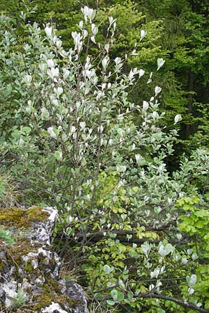 Sorbus collina \ Hgel-Mehlbeere / Hill Whitebeam, D Franken/Franconia Weismain 7.5.2012