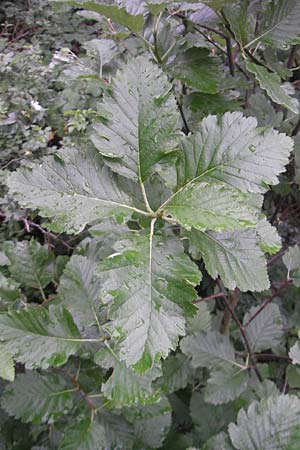 Sorbus pseudothuringiaca \ Hersbrucker Mehlbeere / Hersbruck Whitebeam, D Rheinhessen, Bornheim 31.5.2012