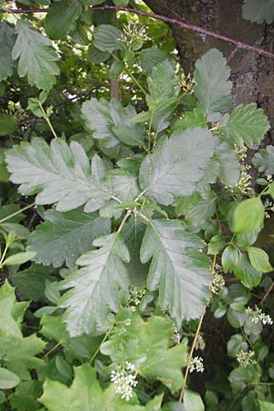 Sorbus pseudothuringiaca \ Hersbrucker Mehlbeere / Hersbruck Whitebeam, D Rheinhessen, Bornheim 31.5.2012