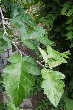 Sorbus x pinnatifida \ Bastard-Eberesche / Hybrid Whitebeam, D Nördlingen 8.6.2012