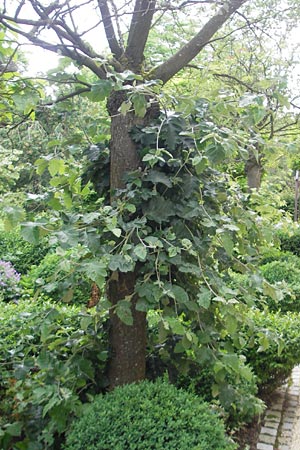 Sorbus x pinnatifida \ Bastard-Eberesche / Hybrid Whitebeam, D Nördlingen 8.6.2012