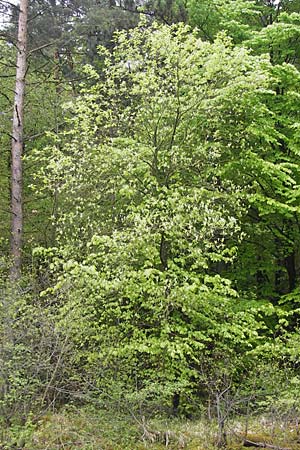Sorbus perlonga \ Langbl&auml;ttrige Mehlbeere / Long-Leaved Whitebeam, D Leinach 4.5.2013