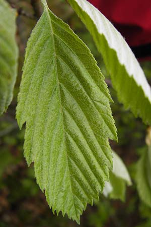 Sorbus perlonga \ Langbl&auml;ttrige Mehlbeere / Long-Leaved Whitebeam, D Leinach 4.5.2013