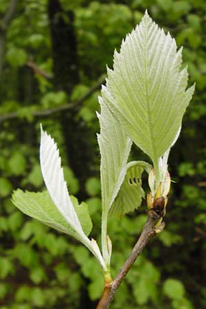 Sorbus perlonga \ Langbl&auml;ttrige Mehlbeere / Long-Leaved Whitebeam, D Leinach 4.5.2013