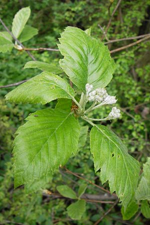 Sorbus perlonga \ Langbl&auml;ttrige Mehlbeere / Long-Leaved Whitebeam, D Leinach 4.5.2013