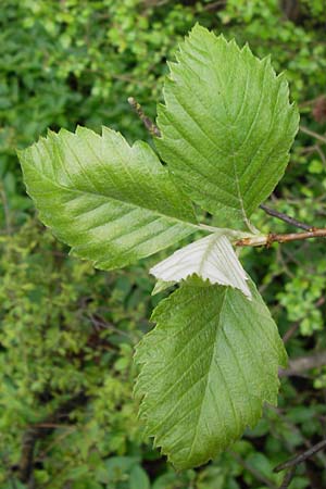 Sorbus perlonga \ Langbl&auml;ttrige Mehlbeere / Long-Leaved Whitebeam, D Leinach 4.5.2013