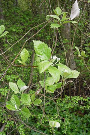 Sorbus perlonga \ Langbl&auml;ttrige Mehlbeere / Long-Leaved Whitebeam, D Leinach 4.5.2013