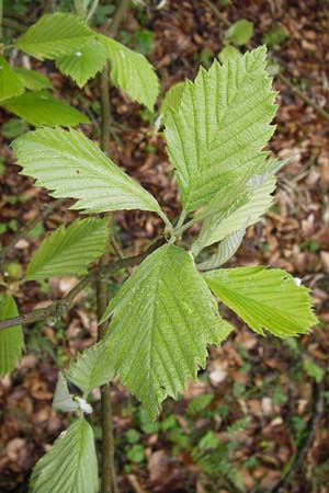 Sorbus perlonga \ Langbl&auml;ttrige Mehlbeere / Long-Leaved Whitebeam, D Leinach 4.5.2013