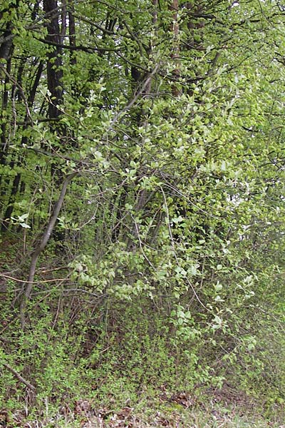 Sorbus puellarum \ M&auml;dchen-Mehlbeere / Girlish Whitebeam, D Uettingen 4.5.2013