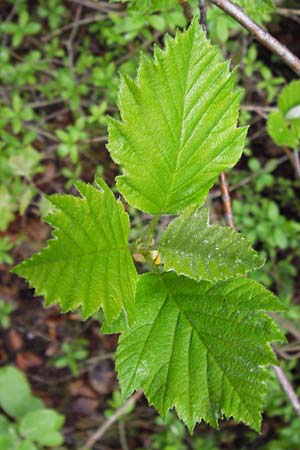 Sorbus puellarum \ M&auml;dchen-Mehlbeere / Girlish Whitebeam, D Uettingen 4.5.2013