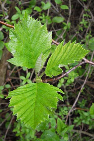 Sorbus puellarum \ M&auml;dchen-Mehlbeere / Girlish Whitebeam, D Uettingen 4.5.2013