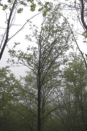 Sorbus x pinnatifida \ Bastard-Eberesche / Hybrid Whitebeam, D Thüringen, Waltershausen 7.5.2013