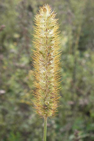 Setaria pumila \ Rote Borstenhirse, Fuchsrote Borstenhirse / Yellow Bristle Grass, D Heidelberg 19.9.2013