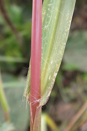 Setaria pumila \ Rote Borstenhirse, Fuchsrote Borstenhirse / Yellow Bristle Grass, D Heidelberg 19.9.2013