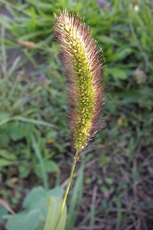 Setaria viridis \ Grne Borstenhirse / Green Bristle Grass, D Mannheim 24.9.2013