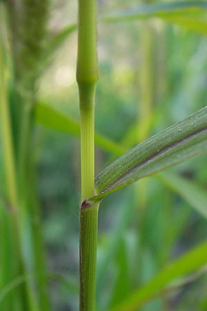 Setaria viridis \ Grne Borstenhirse / Green Bristle Grass, D Mannheim 24.9.2013