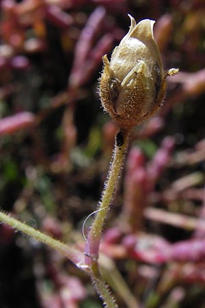 Spergularia media \ Flgelsamige Schuppenmiere / Greater Sea Spurrey, D Philippsthal-Heimboldshausen 3.10.2013