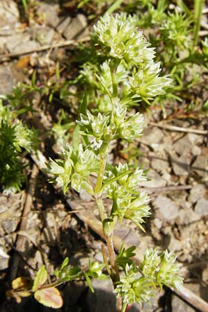 Scleranthus annuus \ Einjhriges Knuelkraut / Annual Knawel, D Gladenbach 17.5.2014
