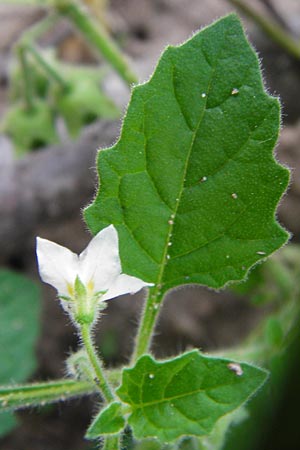 Solanum nitidibaccatum \ Argentinischer Nachtschatten, Glanzfrchtiger Nachtschatten / Ground-Cherry Nightshade, Hairy Nightshade, D Schwetzingen 29.9.2014