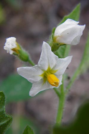 Solanum nitidibaccatum \ Argentinischer Nachtschatten, Glanzfrchtiger Nachtschatten / Ground-Cherry Nightshade, Hairy Nightshade, D Schwetzingen 29.9.2014
