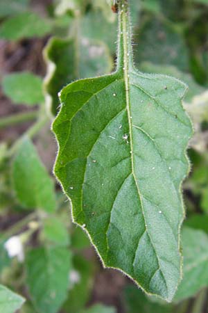 Solanum nitidibaccatum \ Argentinischer Nachtschatten, Glanzfrchtiger Nachtschatten / Ground-Cherry Nightshade, Hairy Nightshade, D Schwetzingen 29.9.2014