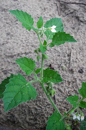 Solanum nitidibaccatum \ Argentinischer Nachtschatten, Glanzfrchtiger Nachtschatten / Ground-Cherry Nightshade, Hairy Nightshade, D Schwetzingen 29.9.2014