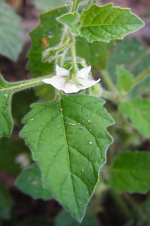 Solanum nitidibaccatum \ Argentinischer Nachtschatten, Glanzfrchtiger Nachtschatten / Ground-Cherry Nightshade, Hairy Nightshade, D Schwetzingen 29.9.2014