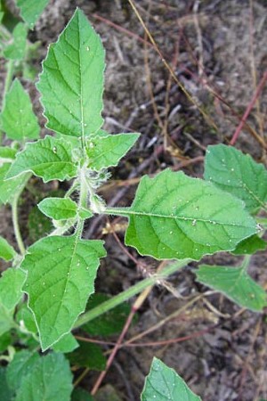 Solanum nitidibaccatum \ Argentinischer Nachtschatten, Glanzfrchtiger Nachtschatten / Ground-Cherry Nightshade, Hairy Nightshade, D Schwetzingen 29.9.2014