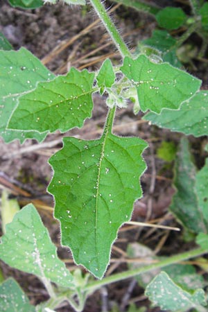 Solanum nitidibaccatum \ Argentinischer Nachtschatten, Glanzfrchtiger Nachtschatten / Ground-Cherry Nightshade, Hairy Nightshade, D Schwetzingen 29.9.2014