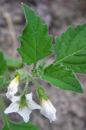 Solanum nitidibaccatum \ Argentinischer Nachtschatten, Glanzfrchtiger Nachtschatten / Ground-Cherry Nightshade, Hairy Nightshade, D Schwetzingen 29.9.2014