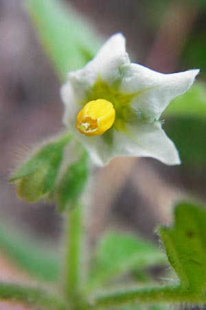 Solanum nitidibaccatum \ Argentinischer Nachtschatten, Glanzfrchtiger Nachtschatten / Ground-Cherry Nightshade, Hairy Nightshade, D Schwetzingen 29.9.2014