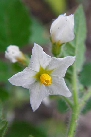 Solanum nitidibaccatum \ Argentinischer Nachtschatten, Glanzfrchtiger Nachtschatten / Ground-Cherry Nightshade, Hairy Nightshade, D Schwetzingen 29.9.2014
