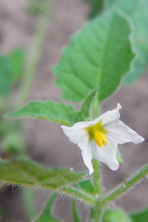 Solanum nitidibaccatum \ Argentinischer Nachtschatten, Glanzfrchtiger Nachtschatten / Ground-Cherry Nightshade, Hairy Nightshade, D Schwetzingen 29.9.2014