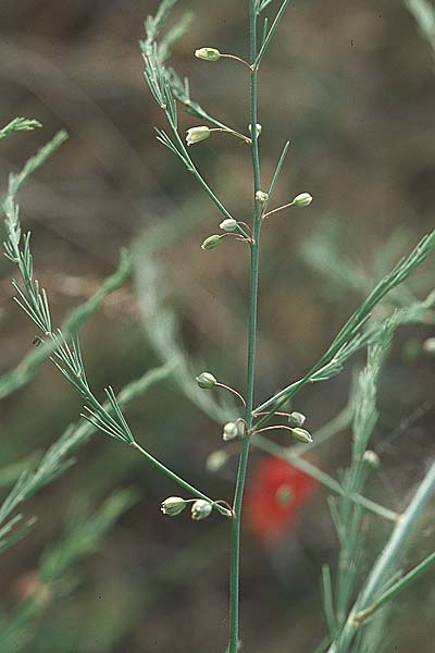 Asparagus officinalis \ Gemse-Spargel / Garden Asparagus, Wild Asparagus, D Bensheim 15.5.2006