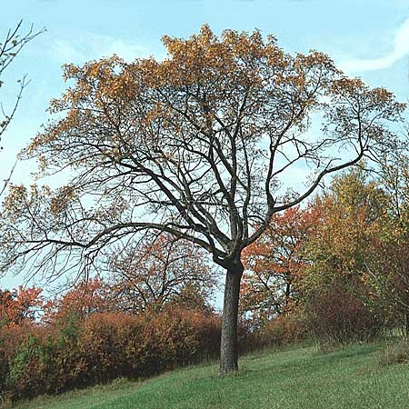 Sorbus domestica \ Speierling / Service Tree, D Pforzheim 17.10.1998