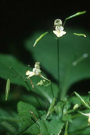 Impatiens parviflora \ Kleinbltiges Springkraut / Small Balsam, D Karlsruhe 17.7.2005
