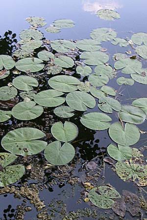 Nymphaea candida ? \ Glnzende Seerose, Kleine Seerose / Water-Lily, D Rheinstetten-Silberstreifen 18.8.2008