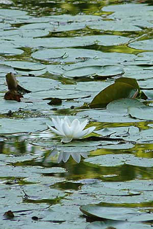 Nymphaea candida ? \ Glnzende Seerose, Kleine Seerose / Water-Lily, D Rheinstetten-Silberstreifen 16.8.2008