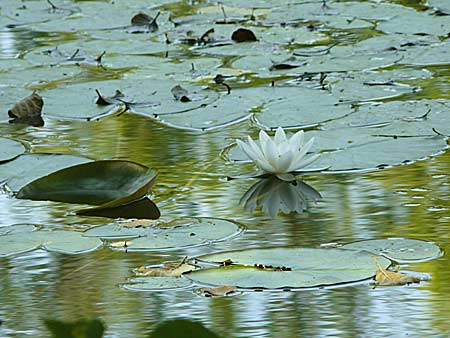 Nymphaea candida ? \ Glnzende Seerose, Kleine Seerose / Water-Lily, D Rheinstetten-Silberstreifen 16.8.2008