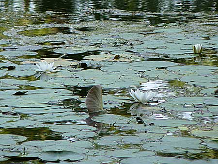 Nymphaea candida ? \ Glnzende Seerose, Kleine Seerose / Water-Lily, D Rheinstetten-Silberstreifen 16.8.2008