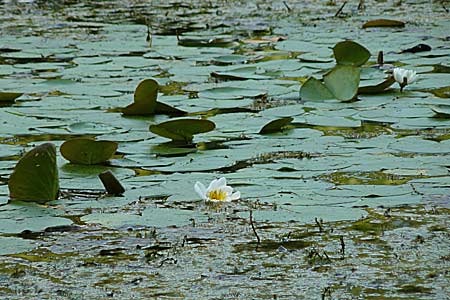 Nymphaea candida ? \ Glnzende Seerose, Kleine Seerose / Water-Lily, D Rheinstetten-Silberstreifen 16.8.2008