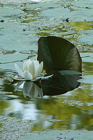 Nymphaea candida ? \ Glnzende Seerose, Kleine Seerose / Water-Lily, D Rheinstetten-Silberstreifen 16.8.2008