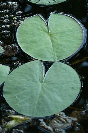 Nymphaea candida ? \ Glnzende Seerose, Kleine Seerose / Water-Lily, D Rheinstetten-Silberstreifen 18.8.2008