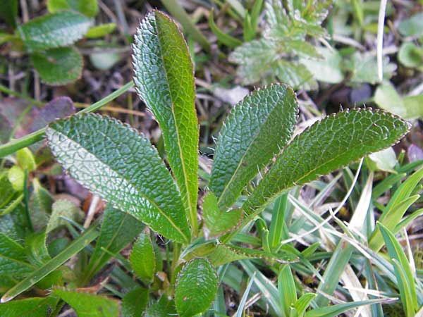 Arctostaphylos alpina \ Alpen-B�rentraube / Alpine Bearberry, D Immenstadt 21.6.2011