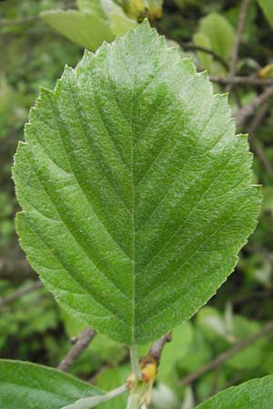 Sorbus ratisbonensis \ Regensburger Mehlbeere / Regensburg Whitebeam, D Regensburg 6.5.2012