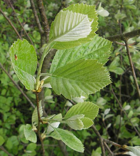 Sorbus ratisbonensis \ Regensburger Mehlbeere / Regensburg Whitebeam, D Regensburg 6.5.2012