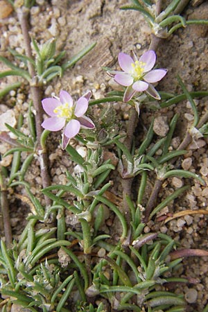 Spergularia rubra \ Rote Schuppenmiere, Roter Sprkling / Sea Spurrey, D Frankfurt Airport 15.6.2013