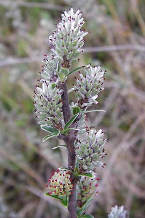 Salix repens \ Kriech-Weide / Creeping Willow, D Inning 3.5.2014