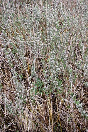 Salix repens \ Kriech-Weide / Creeping Willow, D Inning 3.5.2014